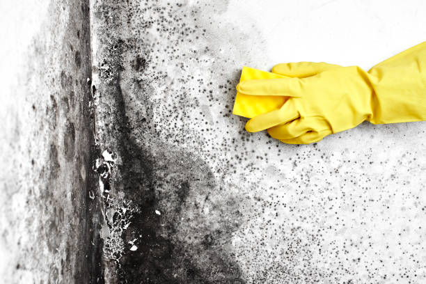 Best Black Mold Removal  in Mineral Springs, NC
