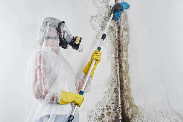 Best Mold Testing  in Mineral Springs, NC