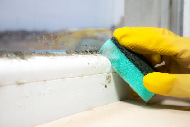 Professional Mold Removal in Mineral Springs, NC